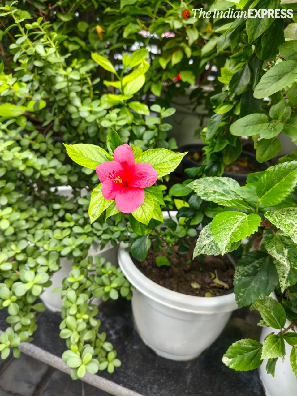 The 50MP primary camera captures vibrant colours and good detail in daylight shots. (Image: Bijin Jose/The Indian Express)