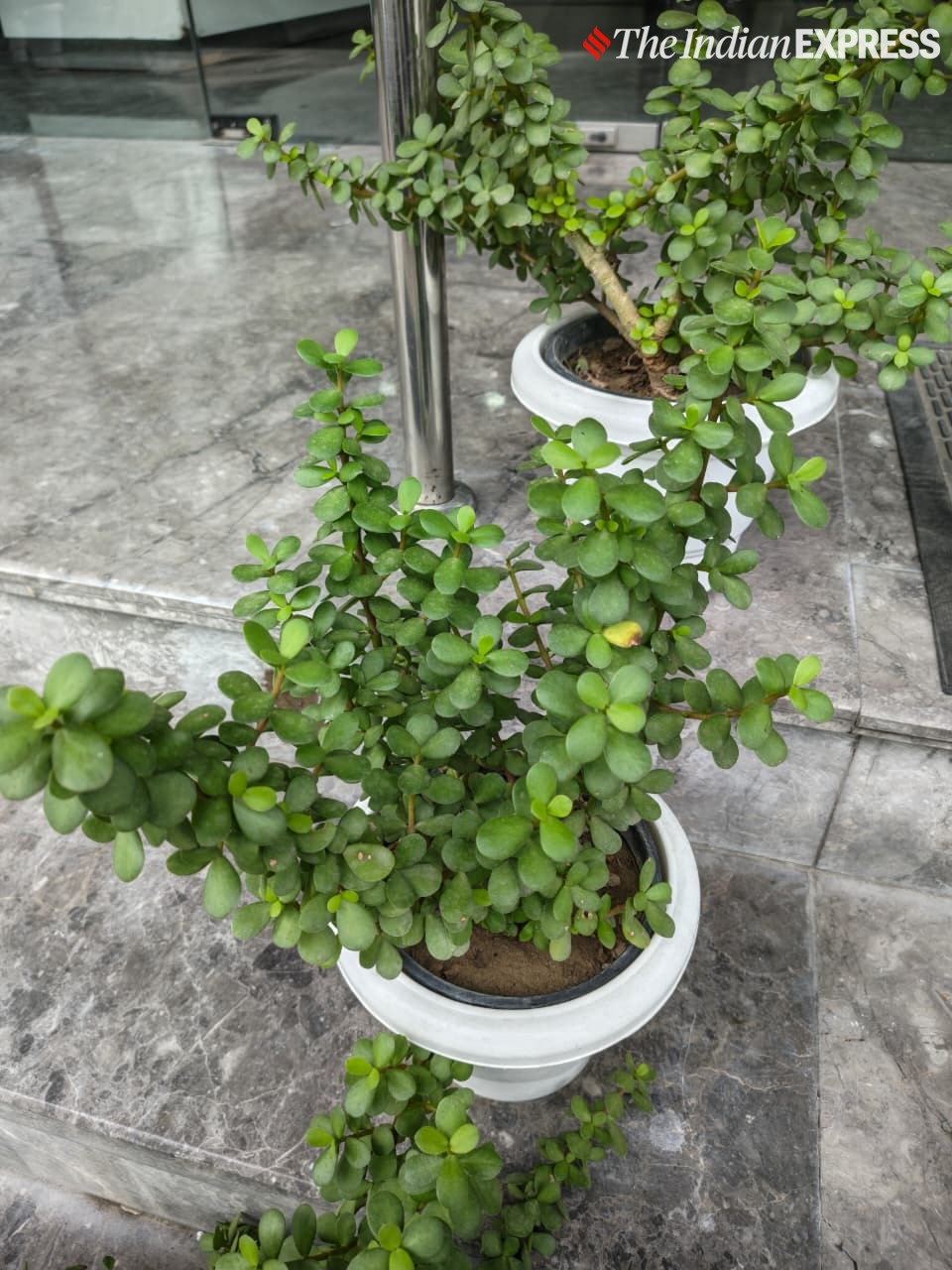 The primary camera preserves fine leaf detail while maintaining balanced exposure in natural light. (Image: Bijin Jose/The Indian Express)