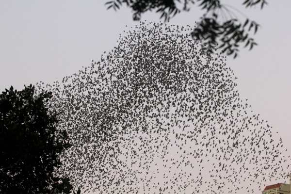 Videos and photographs were taken from the top of a building rising over canopy height, and the murmurations were classified in various shape categories. (Express)