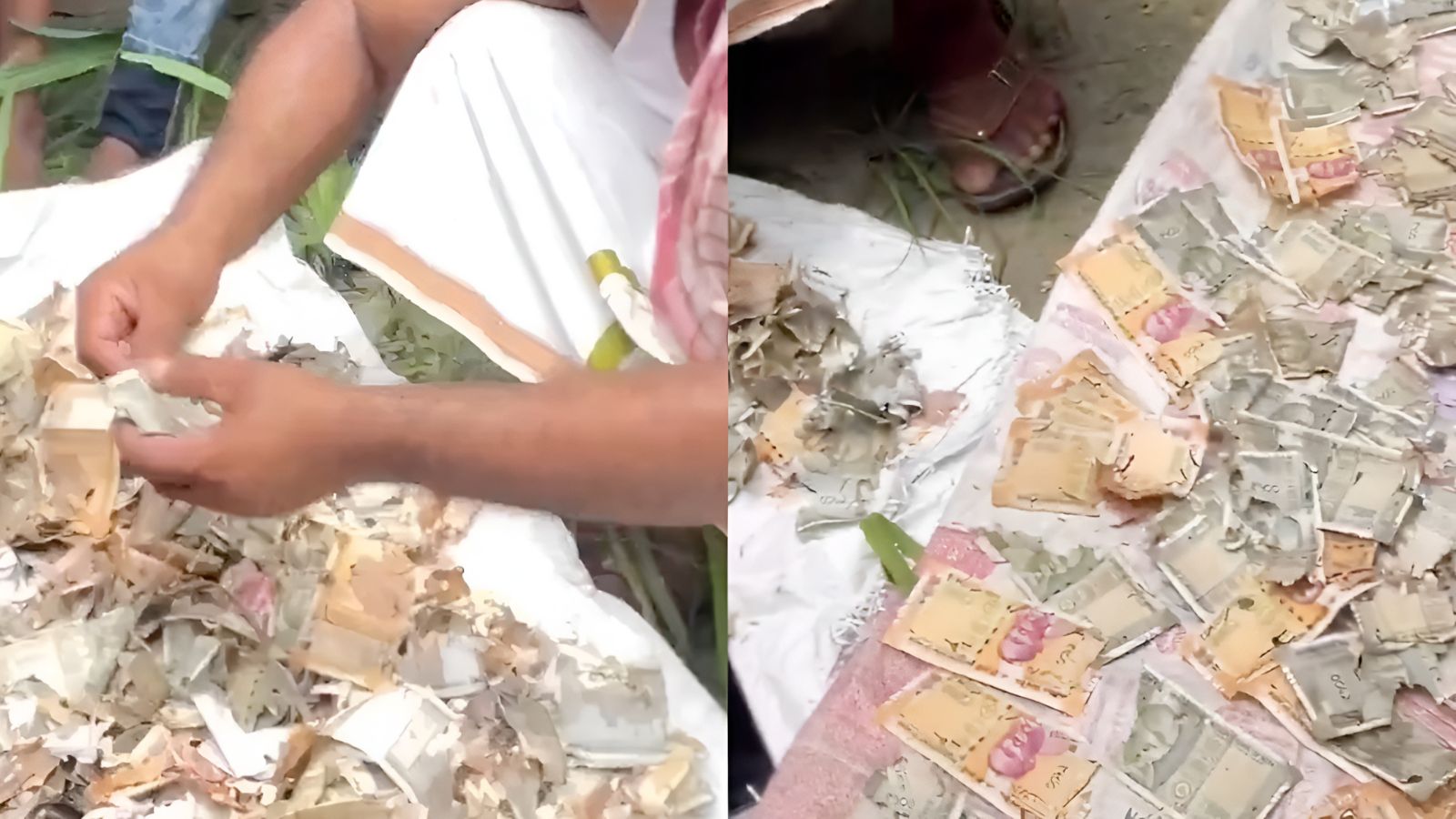 Saved for years, ruined by rats: UP woman’s Rs 12 lakh secret savings gone