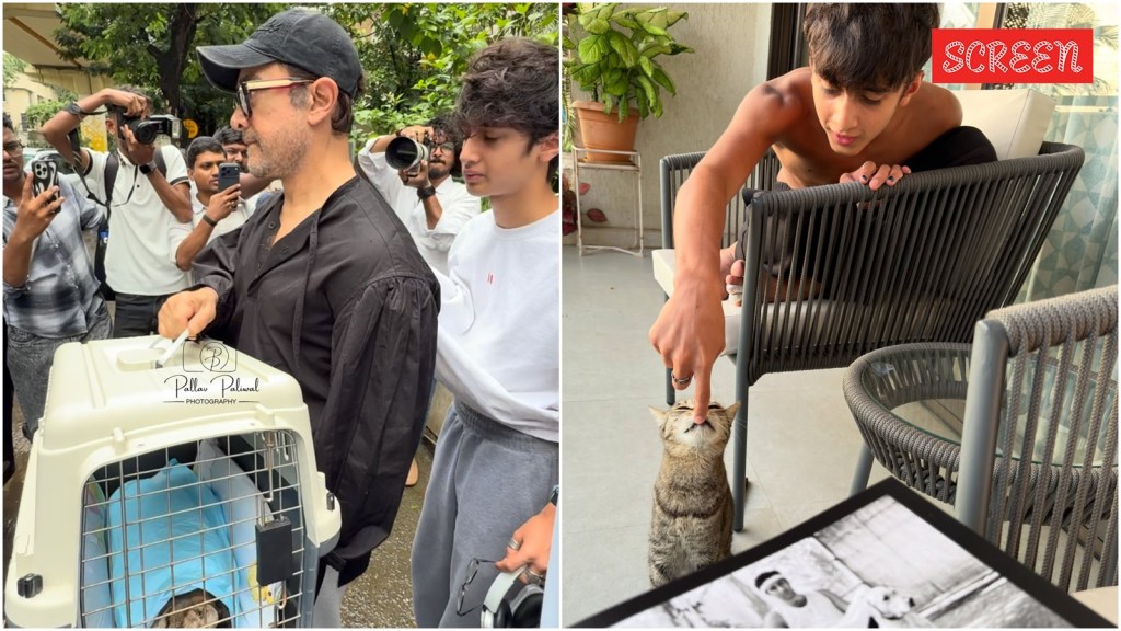 aamir khan cat