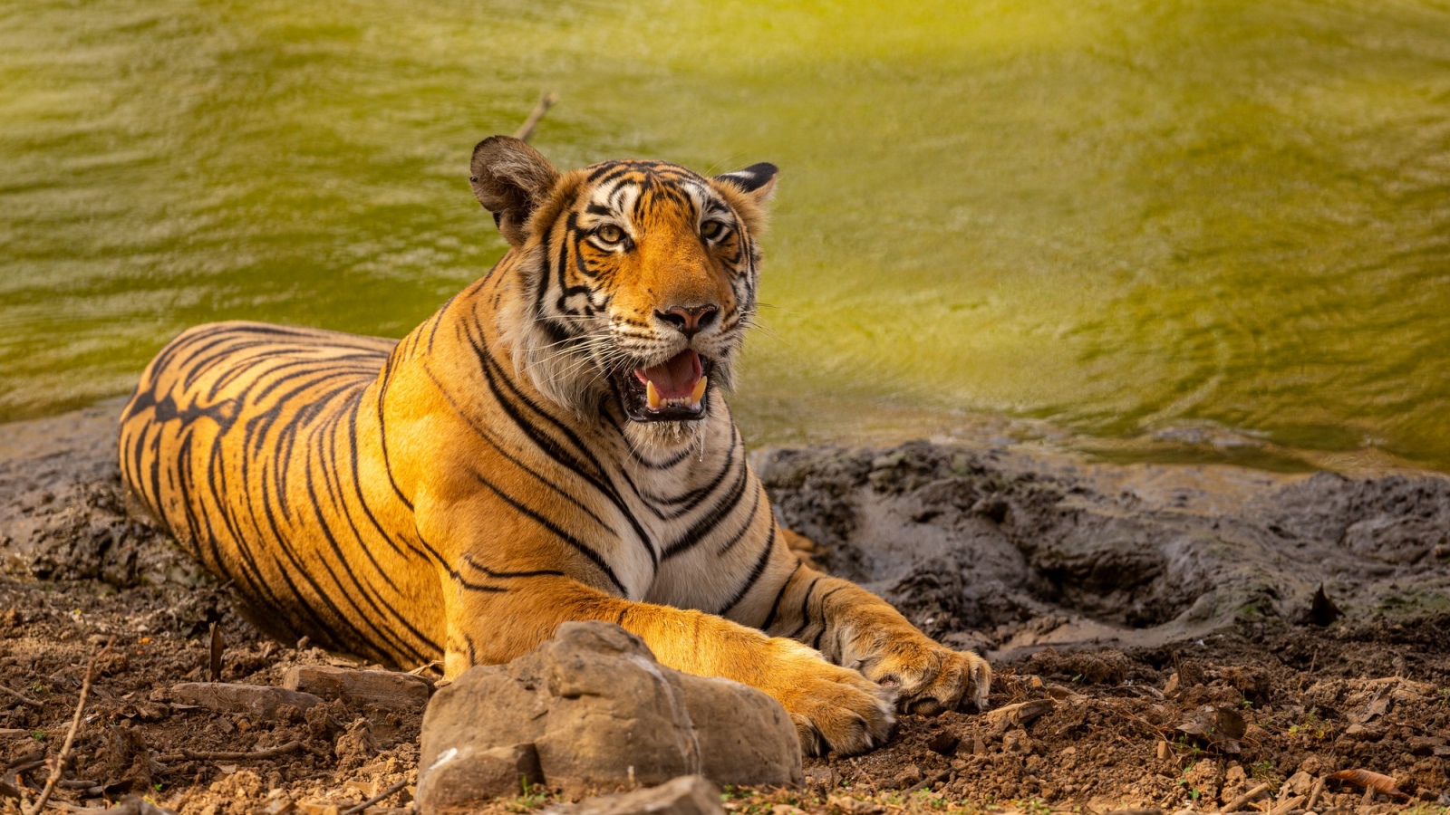 Why these 5 Indian animals receive the highest level of wildlife protection