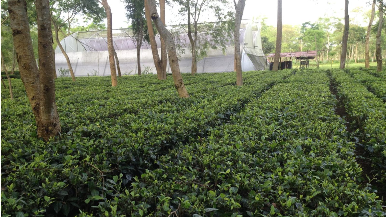 A decades-old friendship, two tea families and the making of India’s first commercial matcha