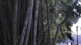 bamboo Punjab is set to introduce bamboo into its crop diversification strategy, with the Centre approving Rs 2.49 crore under the National Bamboo Mission for 2026-27.