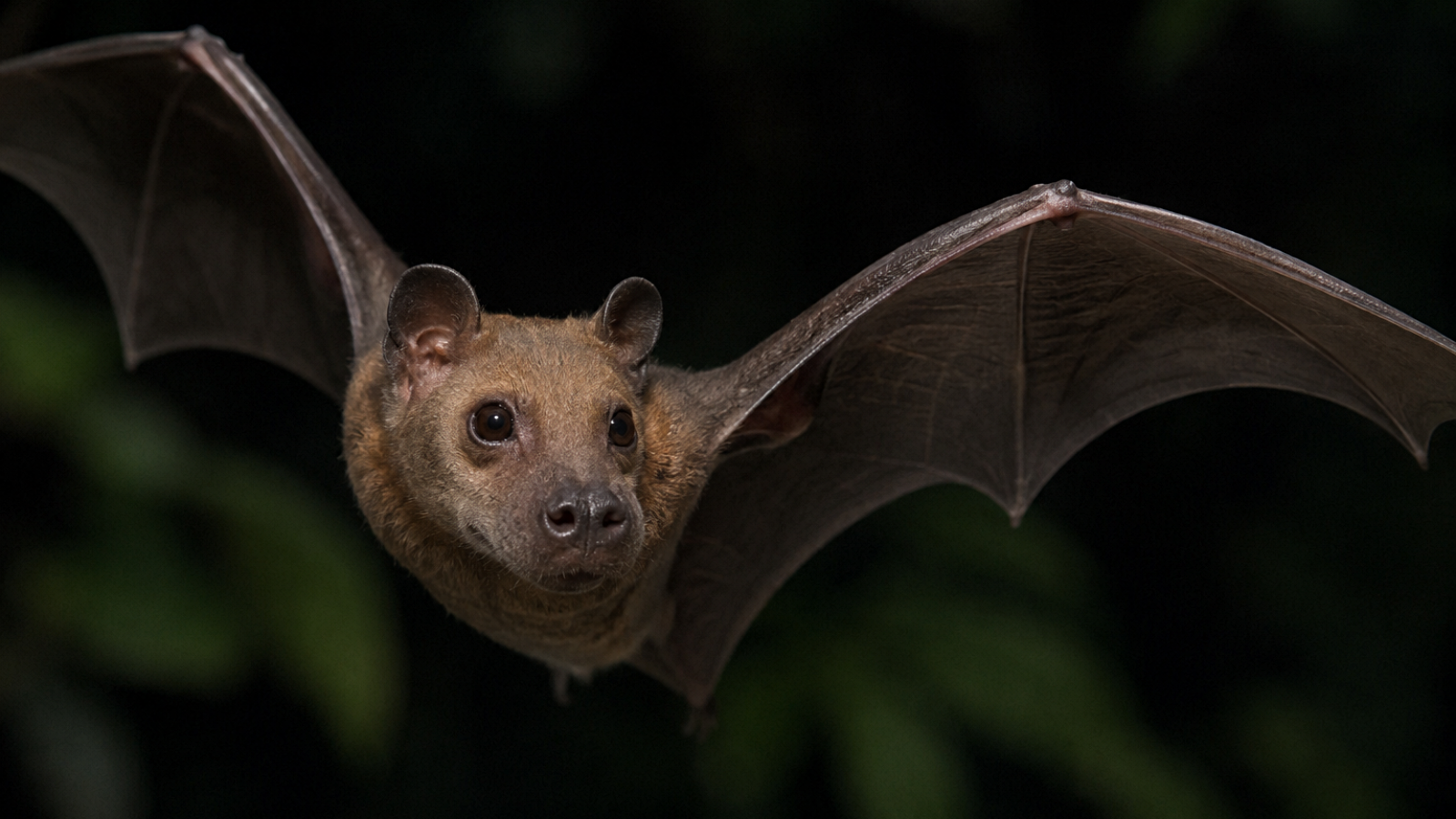 Looks Like a Dog, Flies Like a Bat: Meet Nature's Unusual Mammal