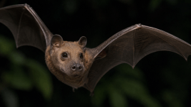 bat