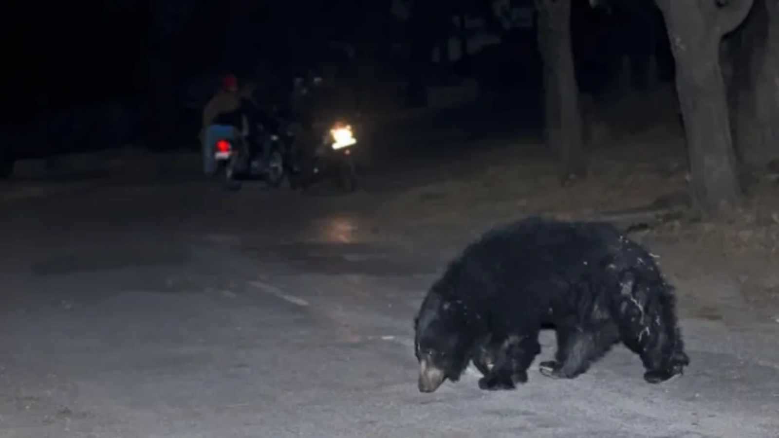 After five injured in bear attack, forest teams on guard in Gujarat's Banaskantha