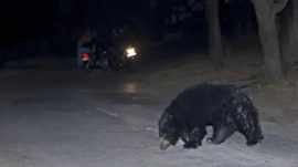 gujarat bear attack