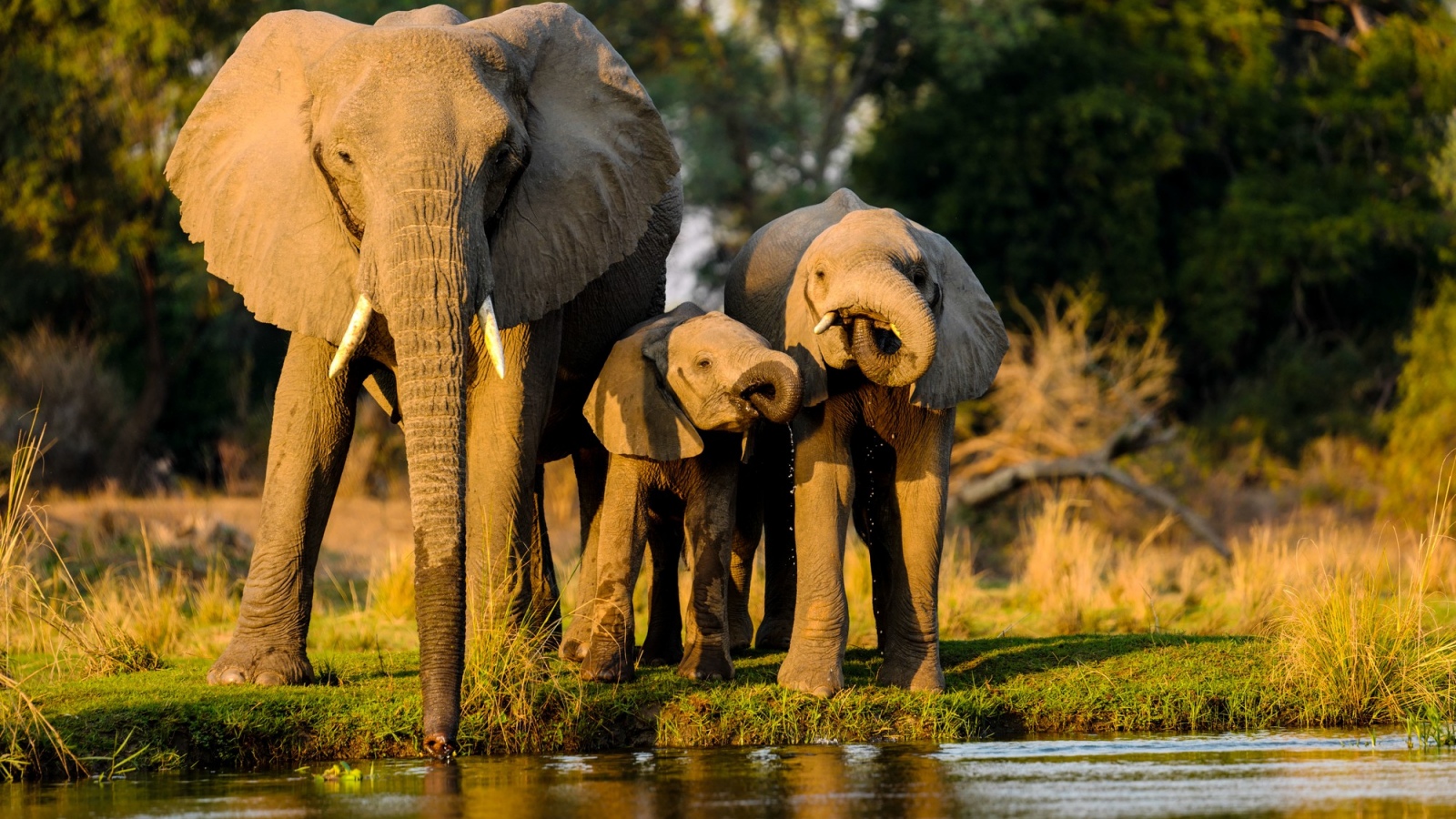 5 wildest places in the world to spot the 'Big Five'