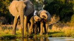 Big five animals