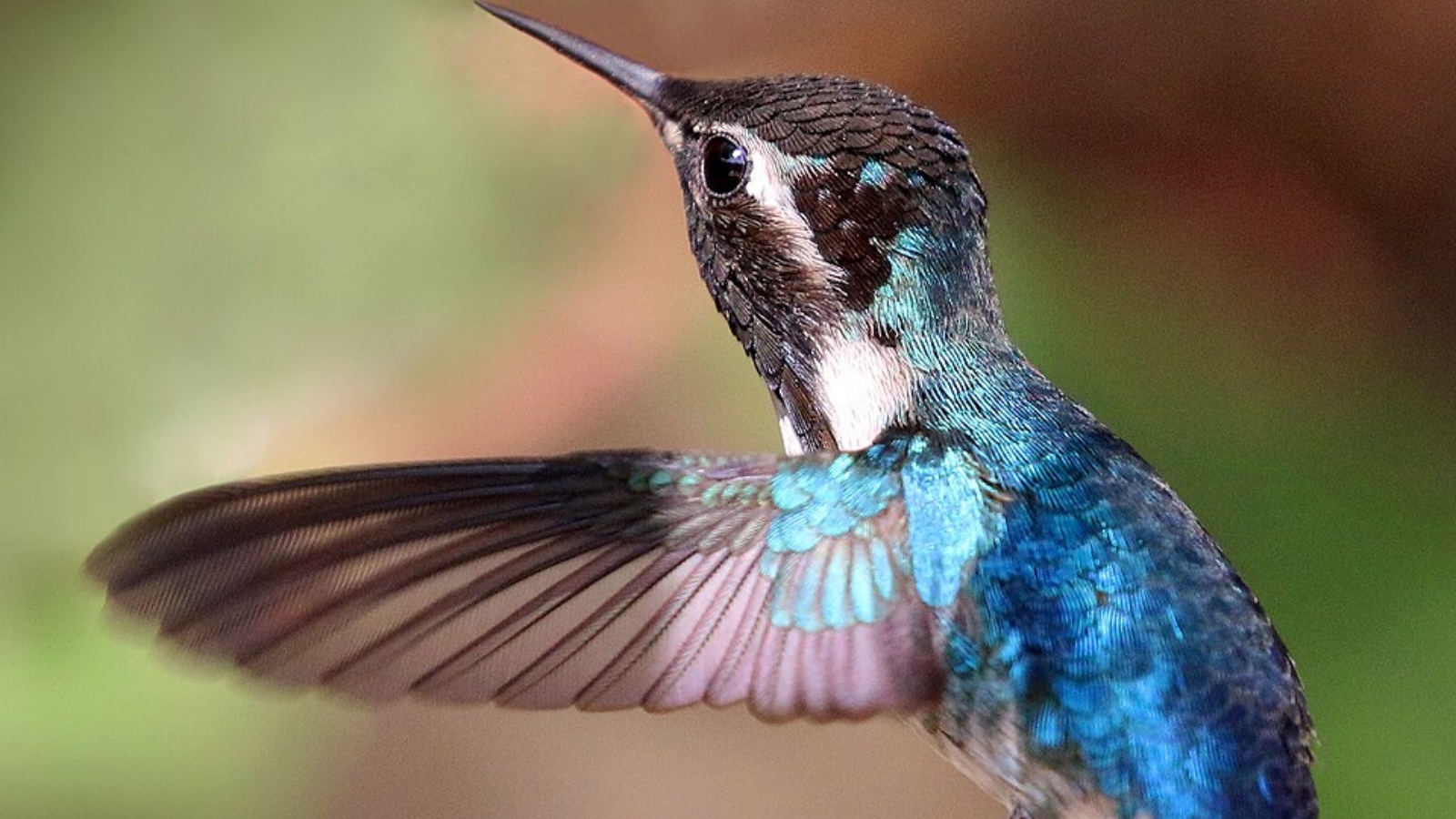 7 of the world's smallest birds and their incredible abilities