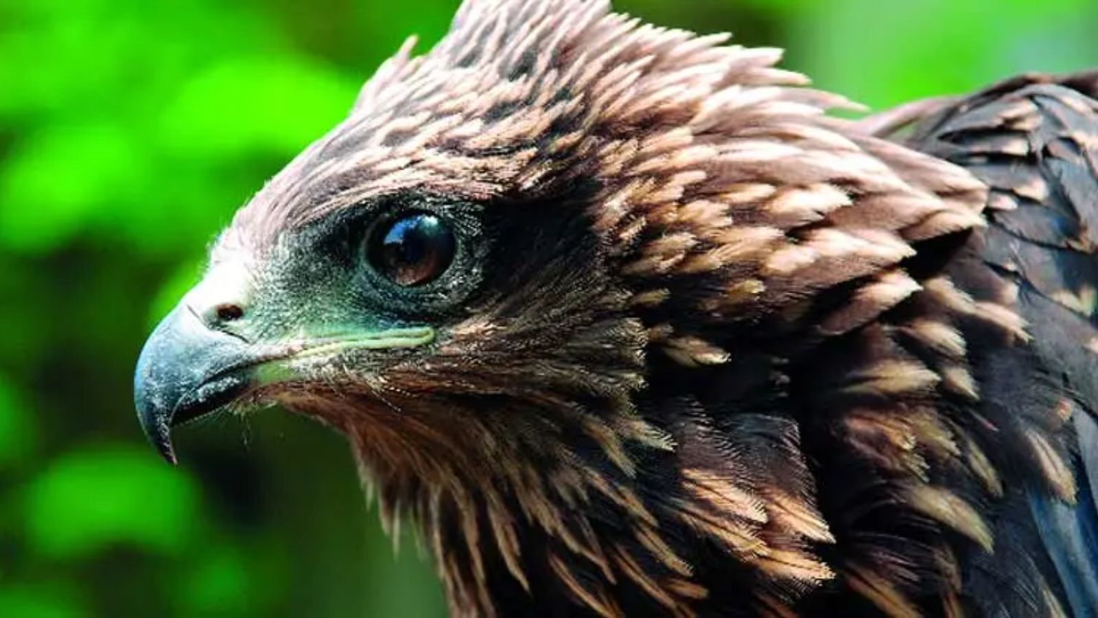 Why black kites remain one of the biggest challenges to flying operations at Pune Airfield
