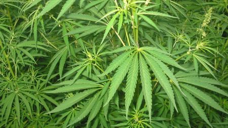 During the 2025-26 crop season, the Odisha police, as part of a drive, destroyed illicit cannabis cultivation on 36,508 acres of land in these six districts. Of the total area, 6,632 acres were either government or revenue land. (Pic: Wikimedia commons)