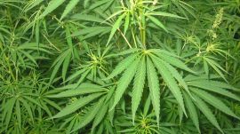 During the 2025-26 crop season, the Odisha police, as part of a drive, destroyed illicit cannabis cultivation on 36,508 acres of land in these six districts. Of the total area, 6,632 acres were either government or revenue land. (Pic: Wikimedia commons)
