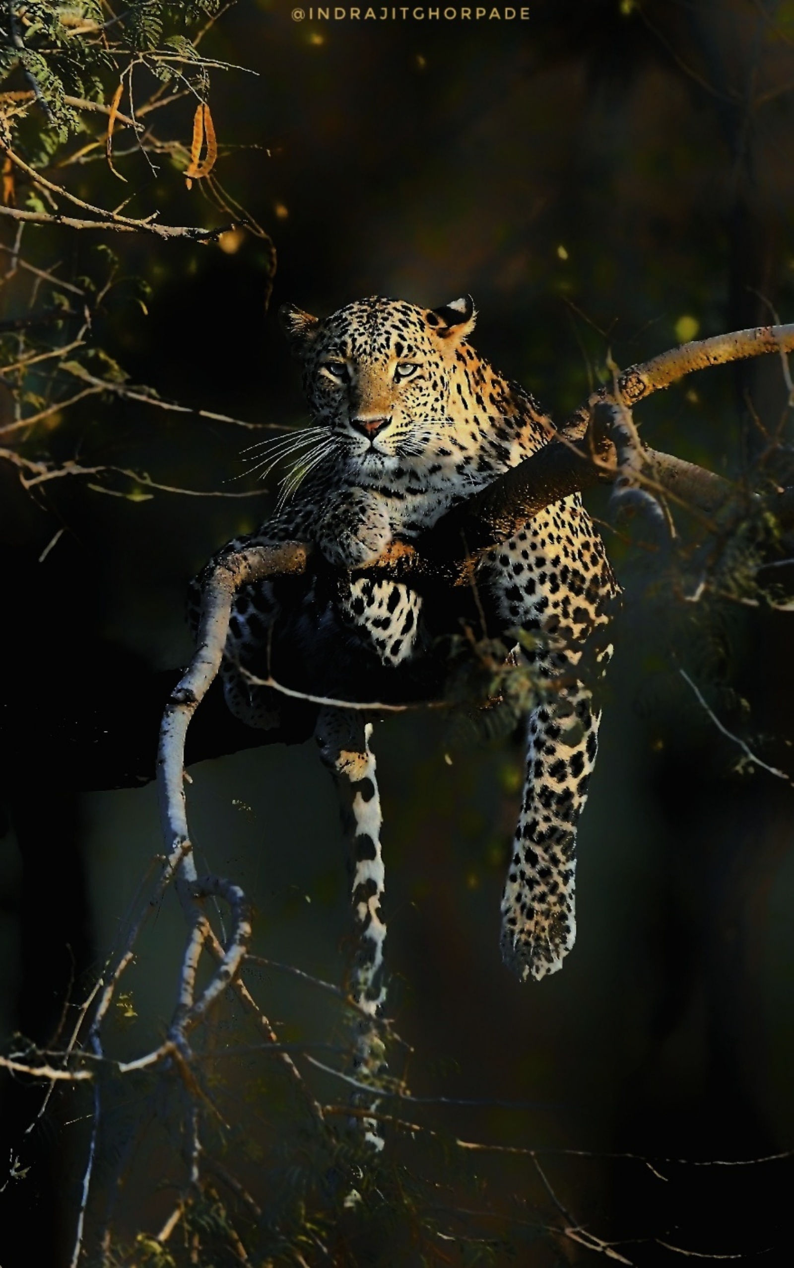 cheetah