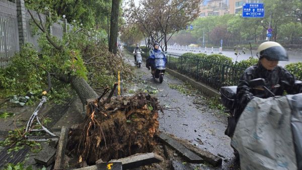 People ride past an uprooted tree amid heavy rain and strong winds brought by Typhoon Dolphin in eastern China. (AP)