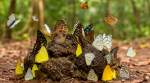 butterflies