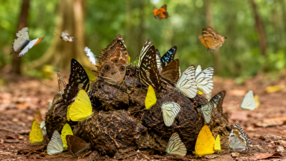 butterflies