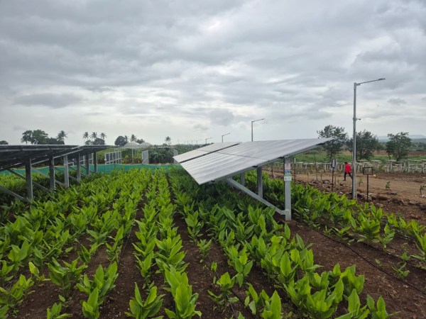 Turmeric cultivation along inclined solar panels