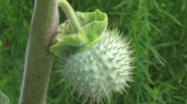 What is Datura?