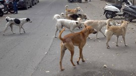Stray Dogs