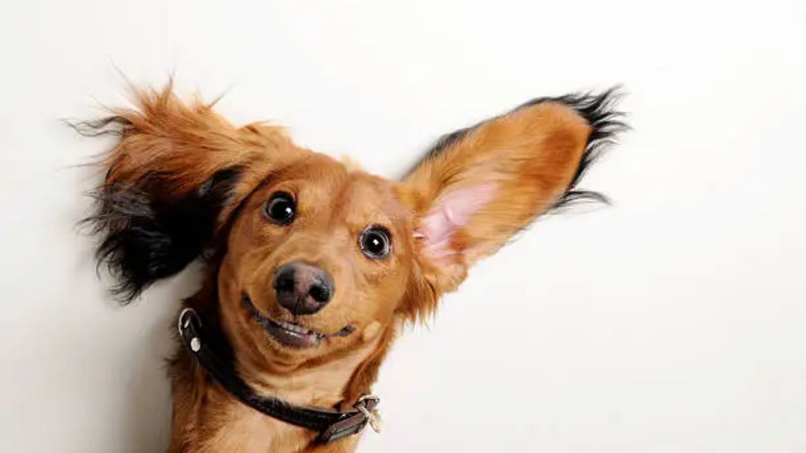 international-dog-day-photographers-who-bring-the-spirit-of-dogs-to