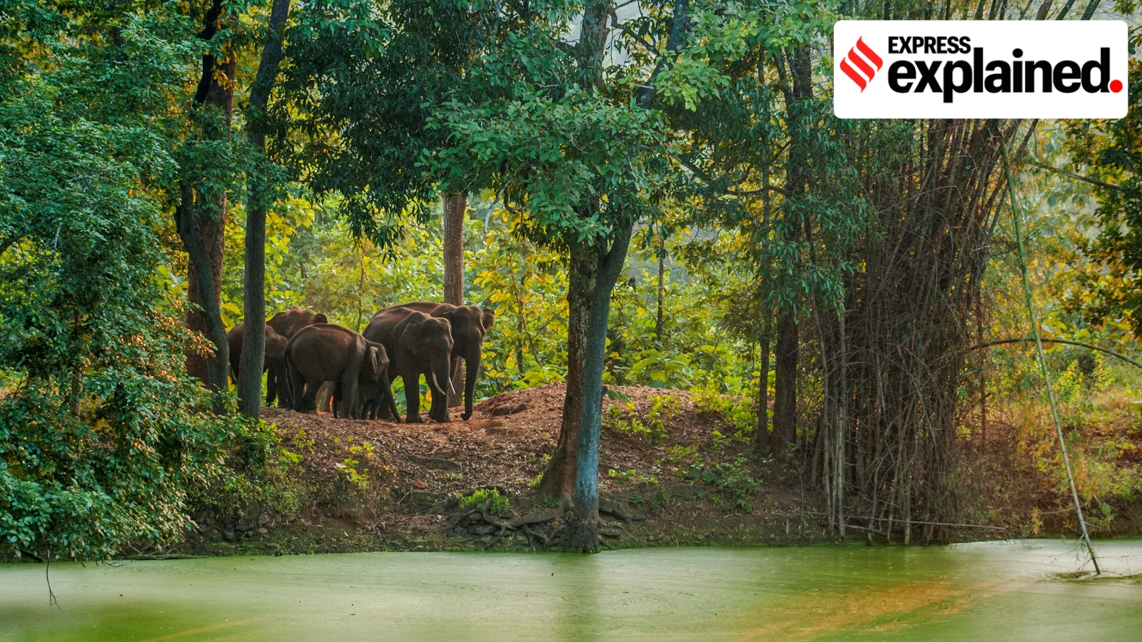 Why elephant corridors matter and what happens when they are disrupted