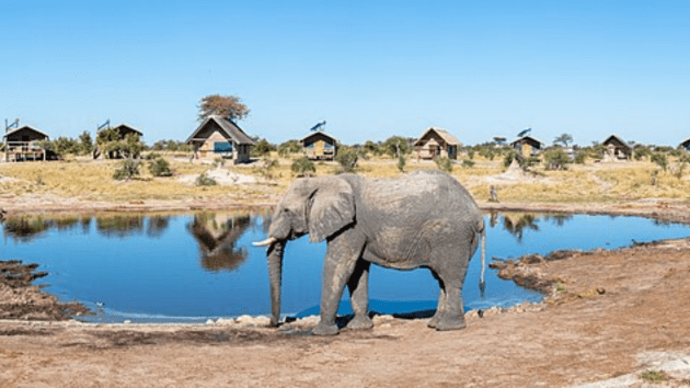 elephants