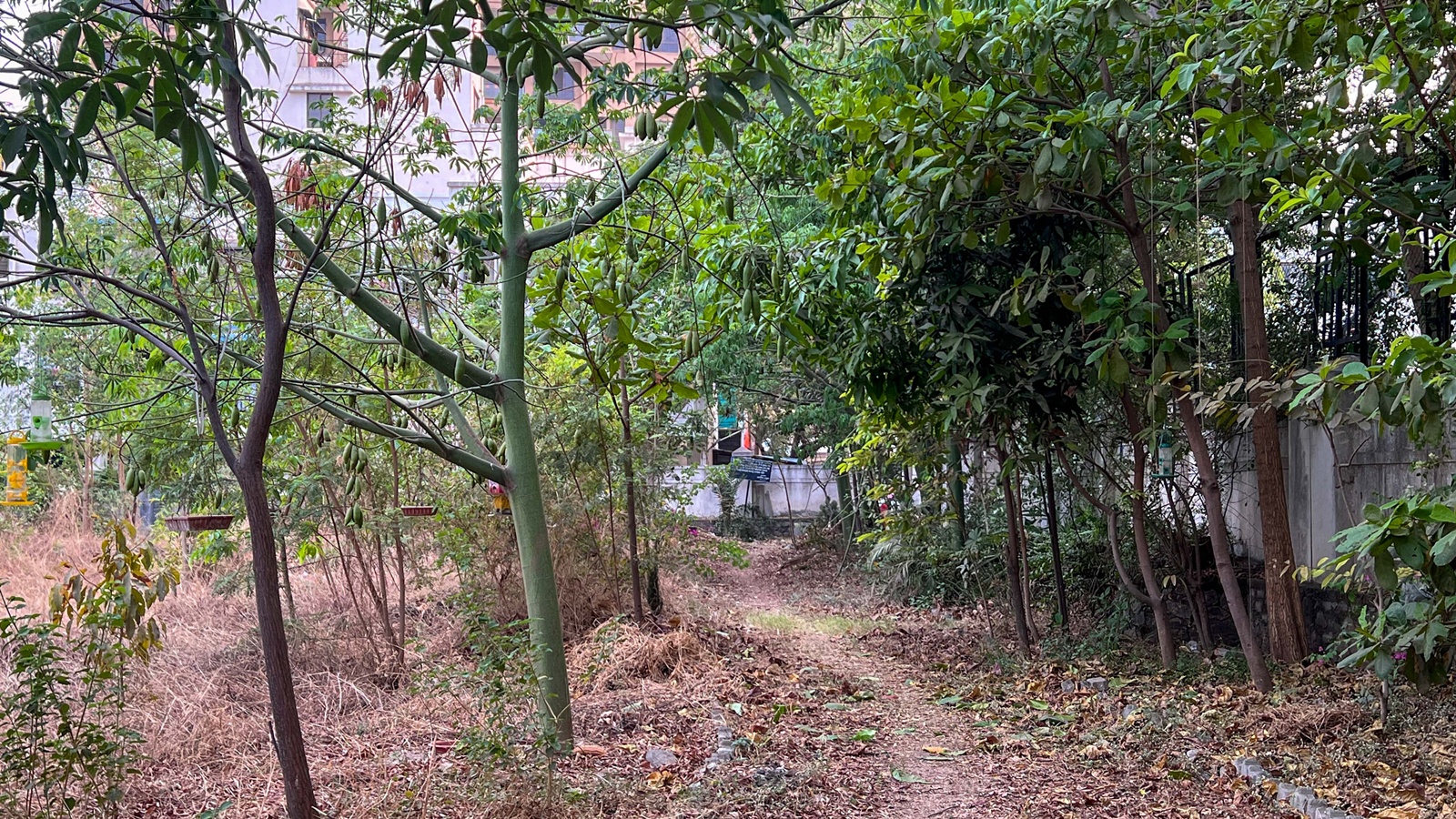 What Bombay High Court's 'private forest' ruling means for landholders across Maharashtra