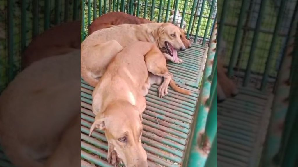 instead of leopards, three stray dogs got trapped in one of the cages placed on the village outskirts