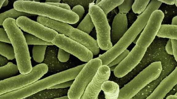 gut bacteria