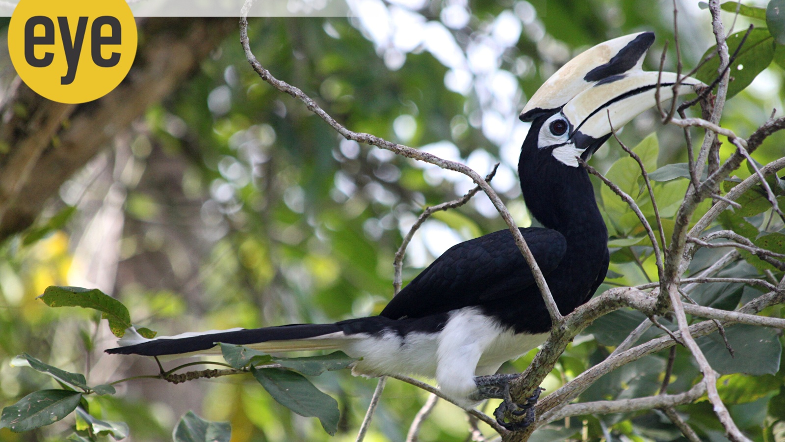 The Hornbill who hijacked a nest: Delhi’s most riveting bird drama