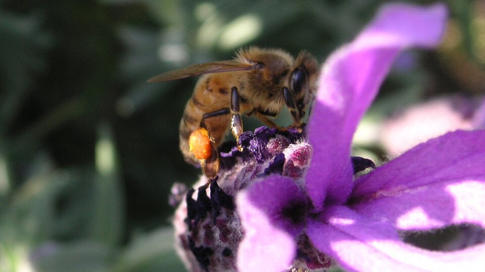 10 plants that attract birds, bees and butterflies to Indian gardens