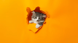 cats