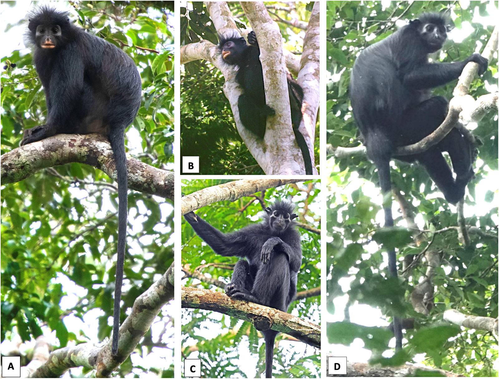 monkey