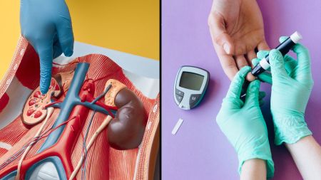 Illustration showing kidneys and blood sugar regulation