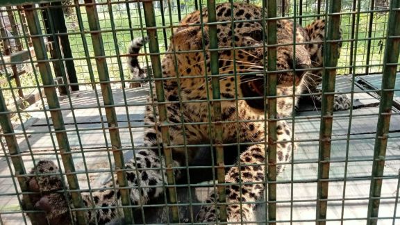 A leopard was captured in Moradabad this week. (Special Arrangement)