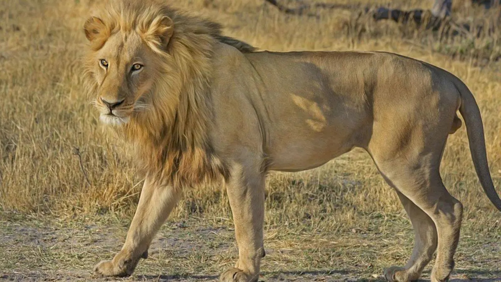 Gujarat deploys 25 lion trackers at Mount Girnar, sanctions 15 more for ...