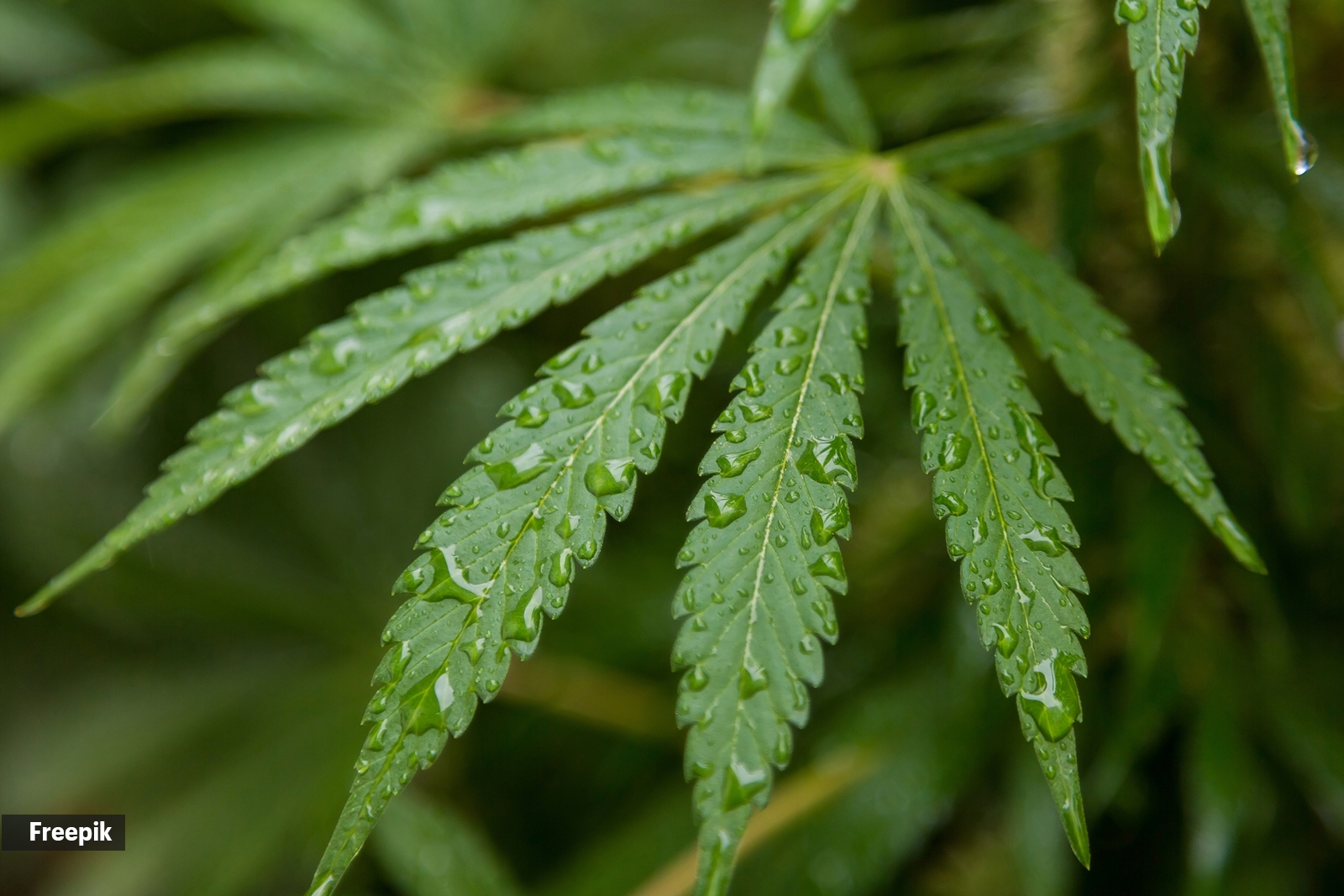 Odisha Increases Monitoring to Curb Illegal Cannabis Cultivation on Government Land