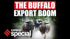 Why Buffaloes, Not Cows, Drive India’s Meat Export Boom | Indian Express Special