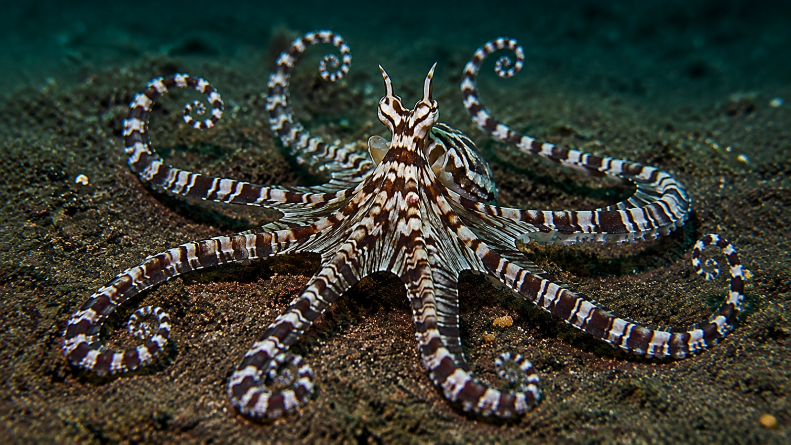 This octopus can mimic many dangerous sea creatures. Here's how its bizarre trick works
