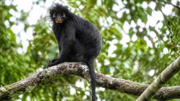 monkey