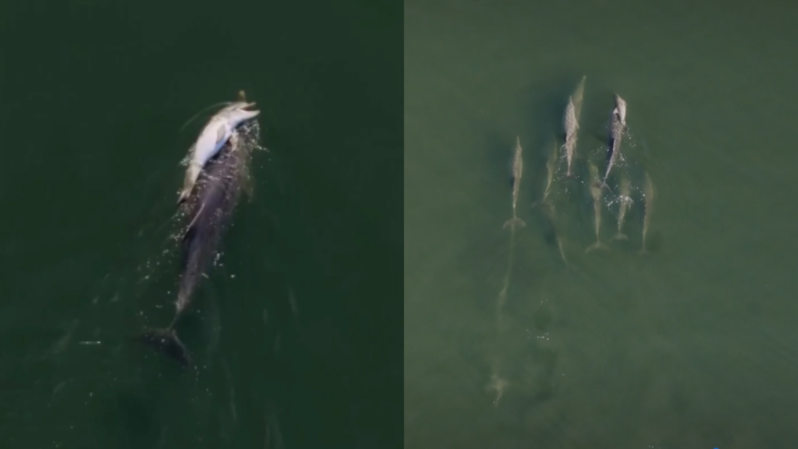 Grieving mother dolphin carries dead calf for 6 days; viral video moves Internet
