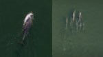 mother dolphin carries dead calf
