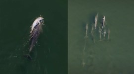 mother dolphin carries dead calf