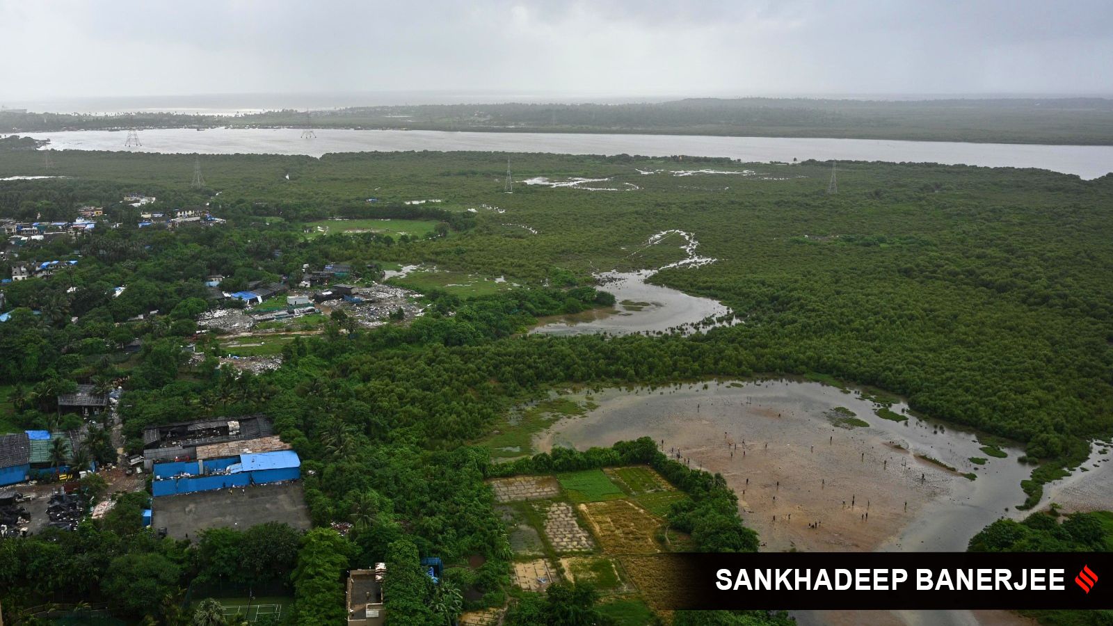 Mangroves cut here, trees planted 400 kms away – Bombay High Court now draws line