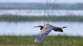 he sanctuary also reported sighting of several rare and globally threatened species,