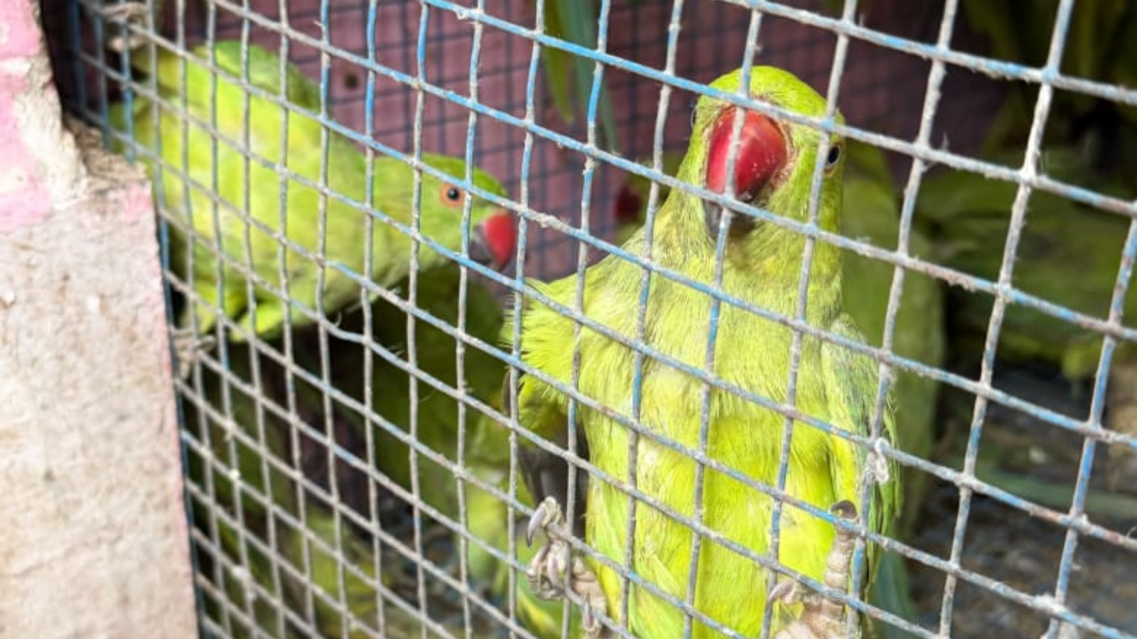 431 protected birds among 863 species seized from 5 pet shops near Delhi's Jama Masjid