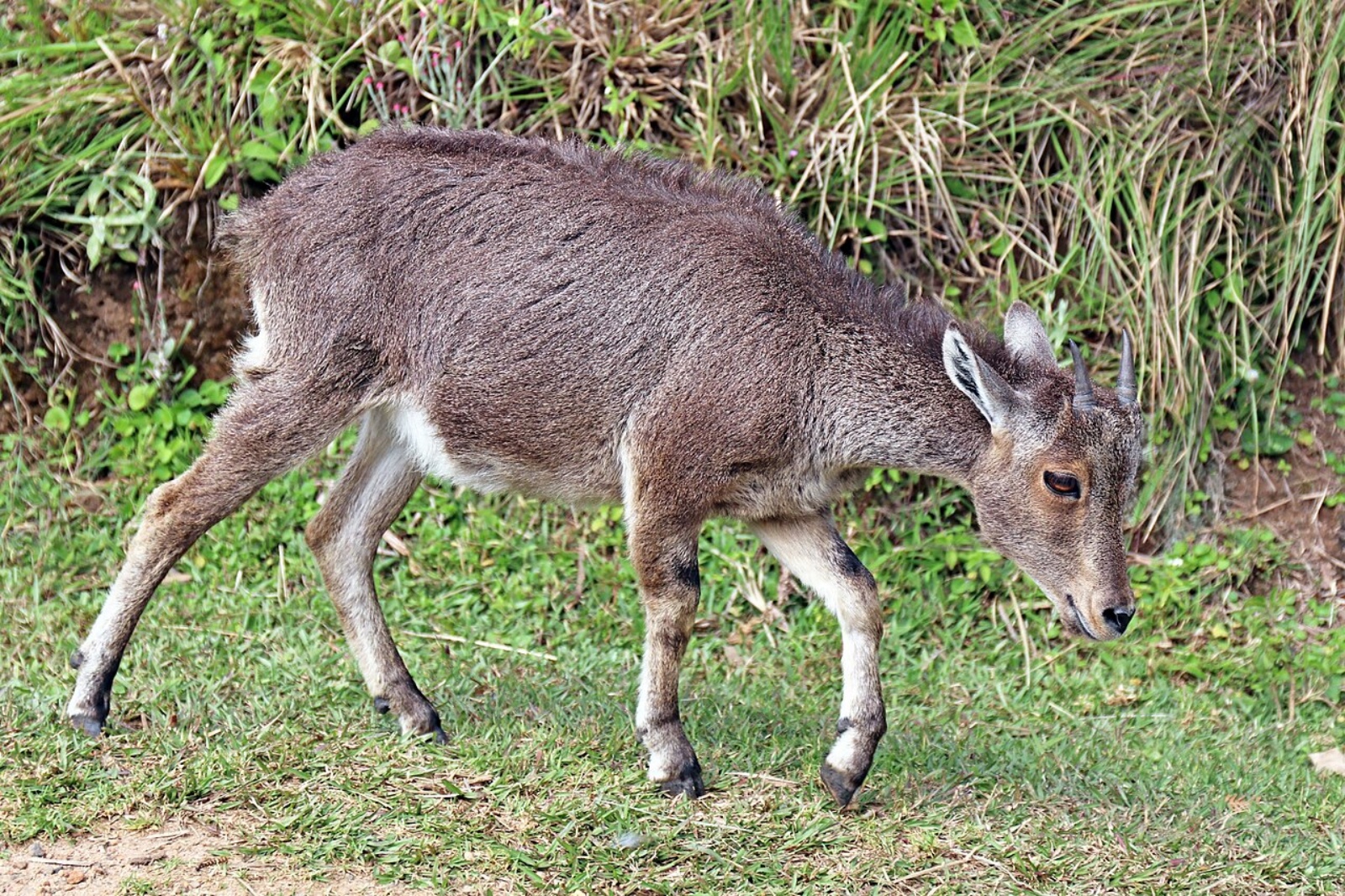 nilgiri tahr 1