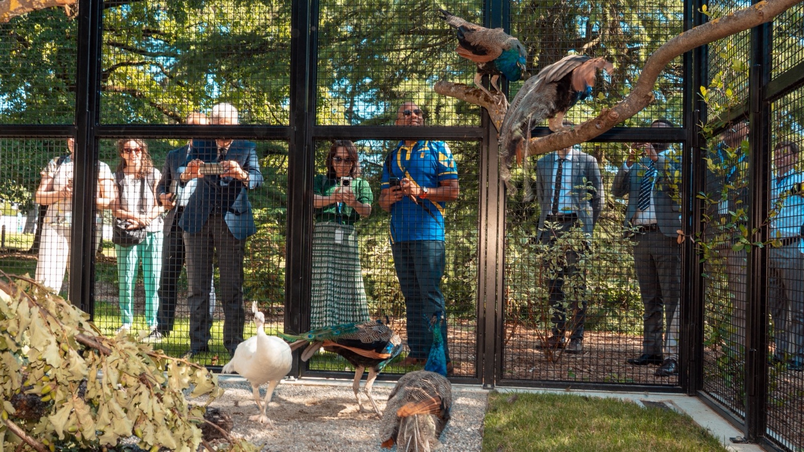 After 45 years, India once again sends peacocks to UN in Geneva